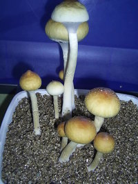 F+ Albino 47.JPG
