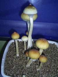 F+ Albino 48.JPG