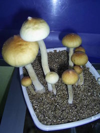 F+ Albino 50.JPG