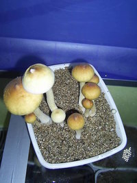 F+ Albino 51.JPG