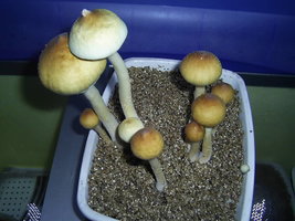 F+ Albino 52.JPG