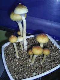 F+ Albino 54.JPG