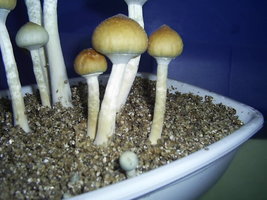 F+ Albino 55.JPG