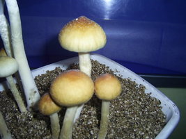 F+ Albino 56.JPG
