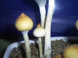 F+ Albino 57.JPG