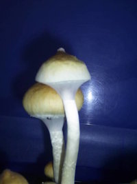 F+ Albino 58.JPG