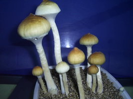 F+ Albino 59.JPG
