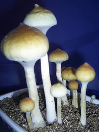 F+ Albino 60.JPG