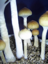 F+ Albino 61.JPG