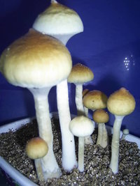 F+ Albino 62.JPG