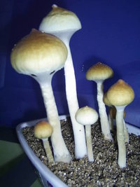 F+ Albino 63.JPG
