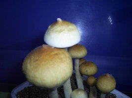 F+ Albino 64.JPG