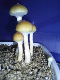 F+ Albino 65.JPG
