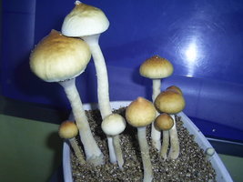 F+ Albino 66.JPG
