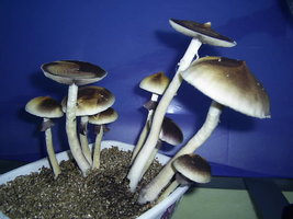 F+ Albino 67.JPG