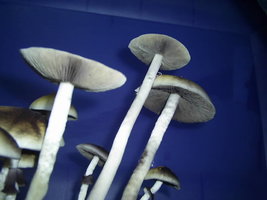 F+ Albino 68.JPG