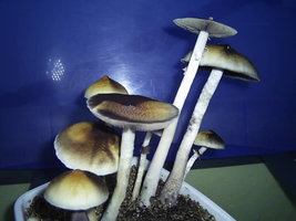 F+ Albino 70.JPG