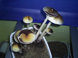 F+ Albino 71.JPG