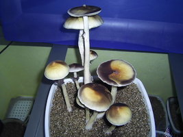 F+ Albino 72.JPG