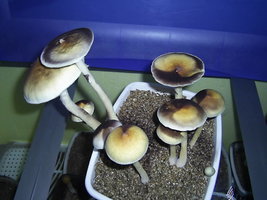 F+ Albino 73.JPG