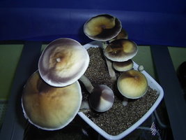 F+ Albino 74.JPG
