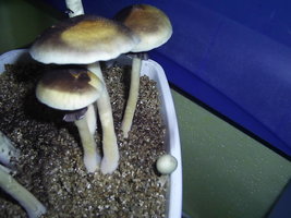 F+ Albino 75.JPG