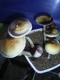 F+ Albino 76.JPG