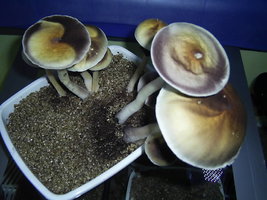 F+ Albino 77.JPG