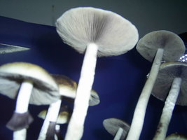 F+ Albino 80.JPG