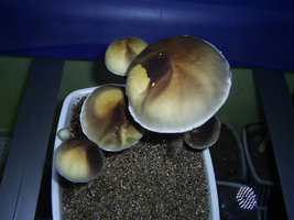 F+ Albino 81.JPG