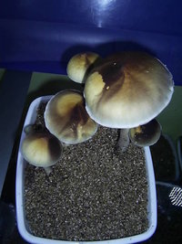 F+ Albino 82.JPG