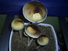 F+ Albino 83.JPG