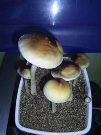 F+ Albino 84.JPG