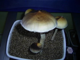 F+ Albino 85.JPG