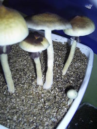F+ Albino 86.JPG