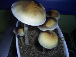F+ Albino 87.JPG