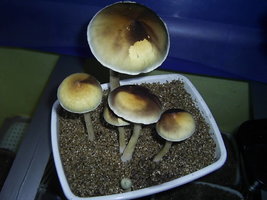 F+ Albino 88.JPG
