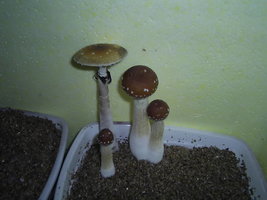 F+ Albino 89.JPG