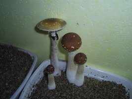 F+ Albino 90.JPG
