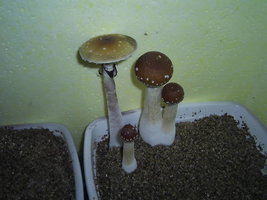 F+ Albino 91.JPG