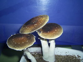 F+ Albino 93.JPG