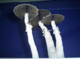 F+ Albino 96.JPG