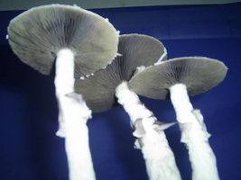F+ Albino 97.JPG