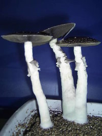 F+ Albino 98.JPG