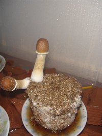 DSC00631 (Medium).JPG
