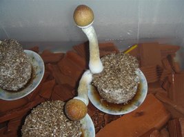 DSC00645 (Medium).JPG