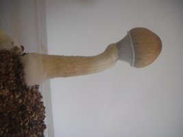 DSC00656 (Medium).JPG