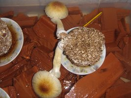 DSC00663 (Medium).JPG