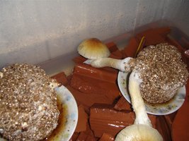 DSC00668 (Medium).JPG