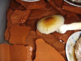 DSC00669 (Medium).JPG